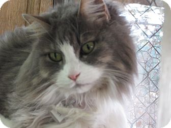 Himalayan Cat for Sale in Hamilton, Montana - Eden Himalayan Cat for Sale in Hamilton, Montana - Eden