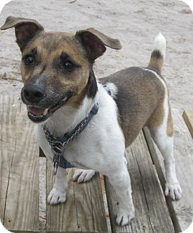 Jack Russell Terrier Mix Dog for Sale in Forked River, New Jersey - Danny Jack Russell Terrier Mix Dog for Sale in Forked River, New Jersey - Danny