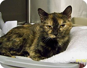 Domestic Shorthair Cat for Sale in Dover, Ohio - Lana Domestic Shorthair Cat for Sale in Dover, Ohio - Lana