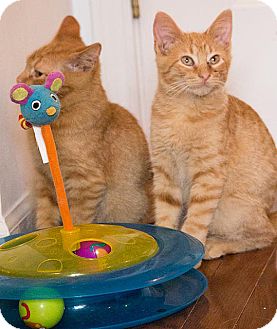 Domestic Shorthair Kitten for Sale in Chicago, Illinois - Goose & Takashi Domestic Shorthair Kitten for Sale in Chicago, Illinois - Goose & Takashi