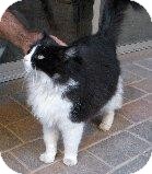 RagaMuffin Cat for Sale in Mesa, Arizona - Grace RagaMuffin Cat for Sale in Mesa, Arizona - Grace