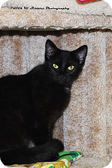 Domestic Shorthair Cat for Sale in Lincoln, Nebraska - Sabrina Domestic Shorthair Cat for Sale in Lincoln, Nebraska - Sabrina