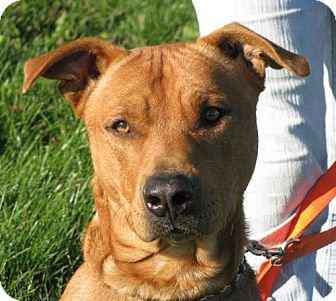 Boxer/Shepherd (Unknown Type) Mix Dog for Sale in Lisbon, Ohio - Liam Boxer/Shepherd (Unknown Type) Mix Dog for Sale in Lisbon, Ohio - Liam