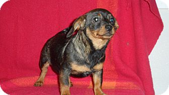 Dachshund/Rat Terrier Mix Puppy for Sale in Seattle, Washington - Frappe Dachshund/Rat Terrier Mix Puppy for Sale in Seattle, Washington - Frappe