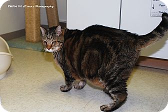 Domestic Shorthair Cat for Sale in Lincoln, Nebraska - KC Domestic Shorthair Cat for Sale in Lincoln, Nebraska - KC