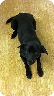 Border Collie/Labrador Retriever Mix Dog for Sale in Boise, Idaho - Honey Border Collie/Labrador Retriever Mix Dog for Sale in Boise, Idaho - Honey