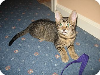 Domestic Shorthair Kitten for Sale in Hamilton, New Jersey - BOGEY Domestic Shorthair Kitten for Sale in Hamilton, New Jersey - BOGEY