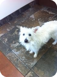 American Eskimo Dog/Westie, West Highland White Terrier Mix Dog for Sale in Russellville, Kentucky - Angel Baby American Eskimo Dog/Westie, West Highland White Terrier Mix Dog for Sale in Russellville, Kentucky - Angel Baby
