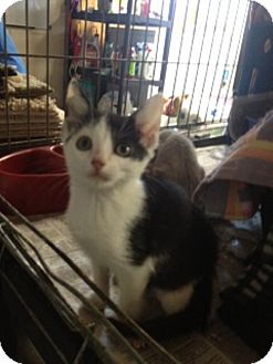 American Shorthair Kitten for Sale in Hagerstown, Maryland - Ben American Shorthair Kitten for Sale in Hagerstown, Maryland - Ben
