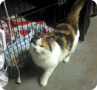 Calico Cat for Sale in Salem, New Hampshire - Candy Calico Cat for Sale in Salem, New Hampshire - Candy