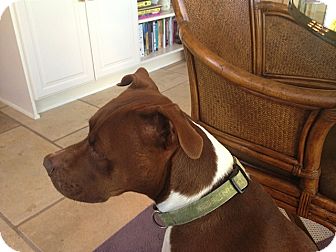 Boxer/Pit Bull Terrier Mix Dog for Sale in Boise, Idaho - Quilla Boxer/Pit Bull Terrier Mix Dog for Sale in Boise, Idaho - Quilla