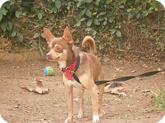 Chihuahua Mix Dog for Sale in Chula Vista, California - Freddy Chihuahua Mix Dog for Sale in Chula Vista, California - Freddy