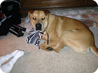 Shar Pei Dog for Sale in Mira Loma, California - Chumley Shar Pei Dog for Sale in Mira Loma, California - Chumley