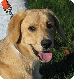 Golden Retriever/Basset Hound Mix Dog for Sale in Lisbon, Ohio - Lawson Golden Retriever/Basset Hound Mix Dog for Sale in Lisbon, Ohio - Lawson