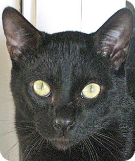 Domestic Shorthair Cat for Sale in Chula Vista, California - Marley Domestic Shorthair Cat for Sale in Chula Vista, California - Marley