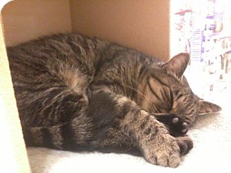 Domestic Shorthair Cat for Sale in Salem, New Hampshire - Minnie Me Domestic Shorthair Cat for Sale in Salem, New Hampshire - Minnie Me