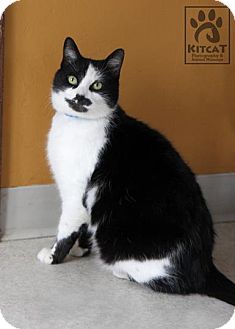Domestic Shorthair Cat for Sale in Lancaster, Massachusetts - Ava Domestic Shorthair Cat for Sale in Lancaster, Massachusetts - Ava
