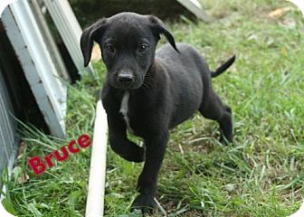 Labrador Retriever Mix Puppy for Sale in Danbury, Connecticut - Cason aka Bruce Labrador Retriever Mix Puppy for Sale in Danbury, Connecticut - Cason aka Bruce