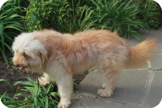 Wheaten Terrier Mix Dog for Sale in Norwalk, Connecticut - Herbie -adoption pending Wheaten Terrier Mix Dog for Sale in Norwalk, Connecticut - Herbie -adoption pending