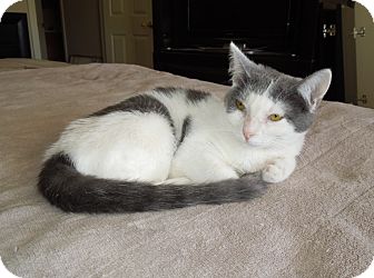 Domestic Shorthair Kitten for Sale in Simi Valley, California - Jill Domestic Shorthair Kitten for Sale in Simi Valley, California - Jill
