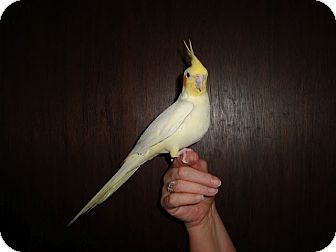 Cockatiel for Sale in St. Louis, Missouri - Dandelion Cockatiel for Sale in St. Louis, Missouri - Dandelion