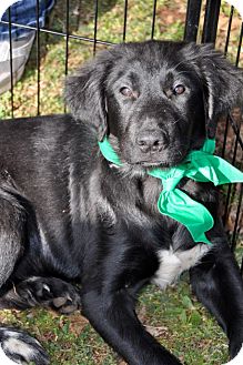 Labrador Retriever Mix Puppy for Sale in Huntsville, Alabama - Jasper Labrador Retriever Mix Puppy for Sale in Huntsville, Alabama - Jasper