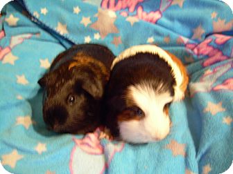 Guinea Pig for Sale in johnson creek, Wisconsin - kate and allie Guinea Pig for Sale in johnson creek, Wisconsin - kate and allie