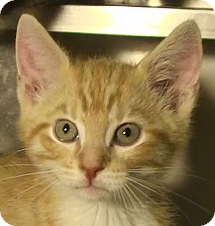 Domestic Shorthair Kitten for Sale in El Cajon, California - Philip (Rivers) Domestic Shorthair Kitten for Sale in El Cajon, California - Philip (Rivers)