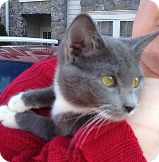 Domestic Shorthair Kitten for Sale in Horsham, Pennsylvania - Zelda Domestic Shorthair Kitten for Sale in Horsham, Pennsylvania - Zelda