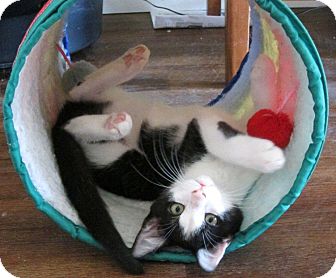 Domestic Shorthair Kitten for Sale in Edmond, Oklahoma - Pepe Domestic Shorthair Kitten for Sale in Edmond, Oklahoma - Pepe