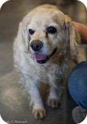 Cocker Spaniel Dog for Sale in Loudonville, New York - Barbara Walters Cocker Spaniel Dog for Sale in Loudonville, New York - Barbara Walters