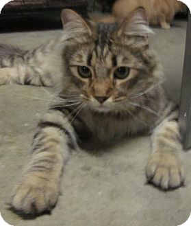 Maine Coon Cat for Sale in Winchester, California - Bonito Maine Coon Cat for Sale in Winchester, California - Bonito