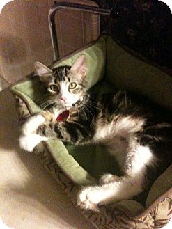 Domestic Mediumhair Kitten for Sale in Edmond, Oklahoma - Aurora Domestic Mediumhair Kitten for Sale in Edmond, Oklahoma - Aurora
