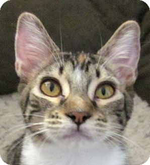 Domestic Shorthair Cat for Sale in Winchester, California - Flame Domestic Shorthair Cat for Sale in Winchester, California - Flame