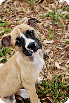 Boxer Mix Puppy for Sale in Orlando, Florida - Betty Boxer Mix Puppy for Sale in Orlando, Florida - Betty
