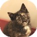 Domestic Shorthair Kitten for Sale in Vancouver, British Columbia - Booster Domestic Shorthair Kitten for Sale in Vancouver, British Columbia - Booster