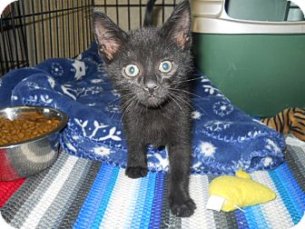 Havana Brown Cat for Sale in Medford, Wisconsin - BRAM Havana Brown Cat for Sale in Medford, Wisconsin - BRAM
