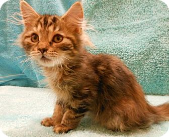 Maine Coon Kitten for Sale in Sterling, Virginia - Dawn Maine Coon Kitten for Sale in Sterling, Virginia - Dawn