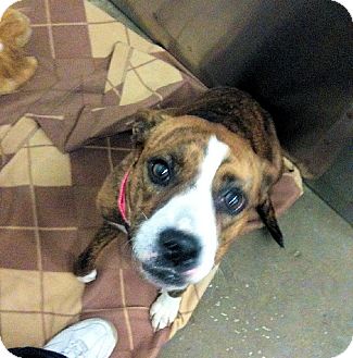 Boxer Mix Dog for Sale in Euless, Texas - Precious Precious Boxer Mix Dog for Sale in Euless, Texas - Precious Precious