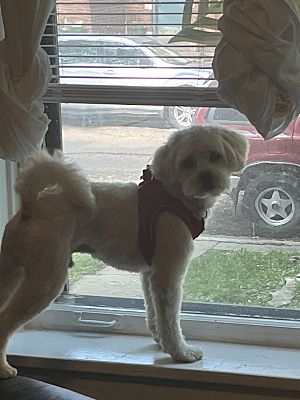 Orlando Fl Shih Tzu Poodle Miniature Meet Nico A Pet For Adoption