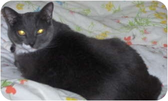Domestic Shorthair Cat for Sale in Middletown, Connecticut - Sophie Domestic Shorthair Cat for Sale in Middletown, Connecticut - Sophie