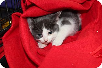 Maine Coon Kitten for Sale in santa monica, California - Olive Maine Coon Kitten for Sale in santa monica, California - Olive