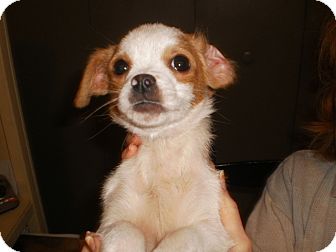 Chihuahua Mix Puppy for Sale in Danbury, Connecticut - Hollie Chihuahua Mix Puppy for Sale in Danbury, Connecticut - Hollie
