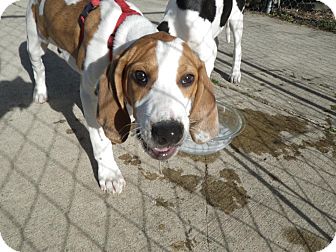 Ibizan Hound/English (Redtick) Coonhound Mix Puppy for Sale in Westland, Michigan - Crush Ibizan Hound/English (Redtick) Coonhound Mix Puppy for Sale in Westland, Michigan - Crush