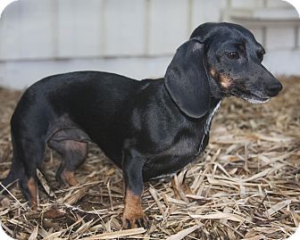 Dachshund Dog for Sale in North Palm Beach, Florida - Peanut Dachshund Dog for Sale in North Palm Beach, Florida - Peanut