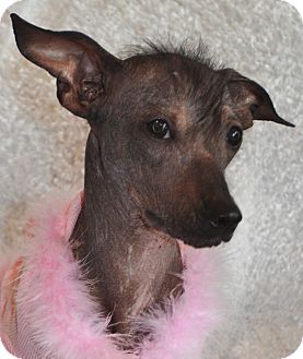 Xoloitzcuintle/Mexican Hairless Mix Puppy for Sale in Bridgeton, Missouri - Brooklyn Xoloitzcuintle/Mexican Hairless Mix Puppy for Sale in Bridgeton, Missouri - Brooklyn