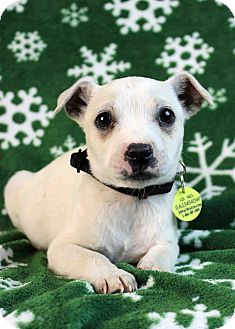 Terrier (Unknown Type, Small)/Chihuahua Mix Puppy for Sale in Westminster, Colorado - Sloth Terrier (Unknown Type, Small)/Chihuahua Mix Puppy for Sale in Westminster, Colorado - Sloth