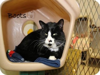 American Shorthair Cat for Sale in Hamilton, Montana - Boots American Shorthair Cat for Sale in Hamilton, Montana - Boots