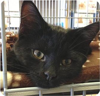 Domestic Shorthair Kitten for Sale in Green Bay, Wisconsin - Xavier Domestic Shorthair Kitten for Sale in Green Bay, Wisconsin - Xavier