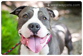 American Staffordshire Terrier/Pit Bull Terrier Mix Dog for Sale in San Diego, California - Marshmallow American Staffordshire Terrier/Pit Bull Terrier Mix Dog for Sale in San Diego, California - Marshmallow